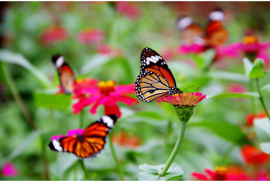 Ein Paradies für Schmetterlinge: So gestaltest und pflegst du deinen eigenen Schmetterlingsgarten - Florade.de