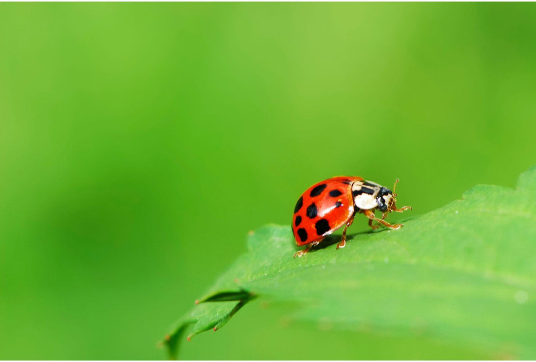 Gärtnerfreunde im Einsatz: So erkennst du nützliche Insekten und förderst sie in deinem Garten! - Florade.de