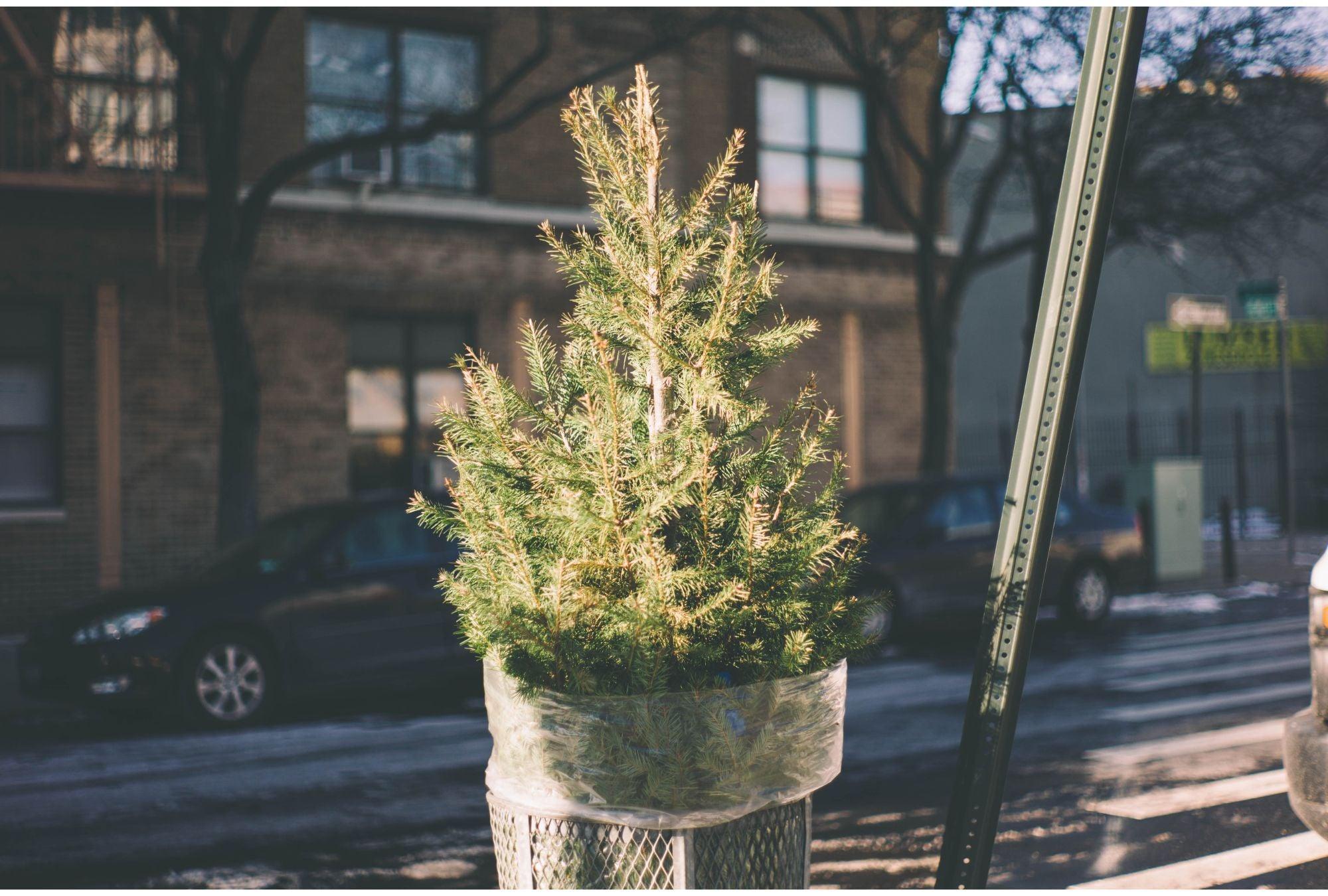 Kreativ und Grün: Nachhaltige Wege, deinen Weihnachtsbaum weiterleben zu lassen! - Florade.de