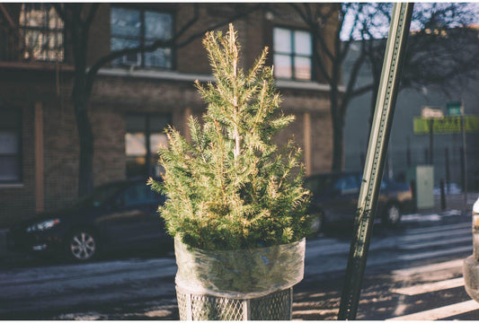 Kreativ und Grün: Nachhaltige Wege, deinen Weihnachtsbaum weiterleben zu lassen! - Florade.de