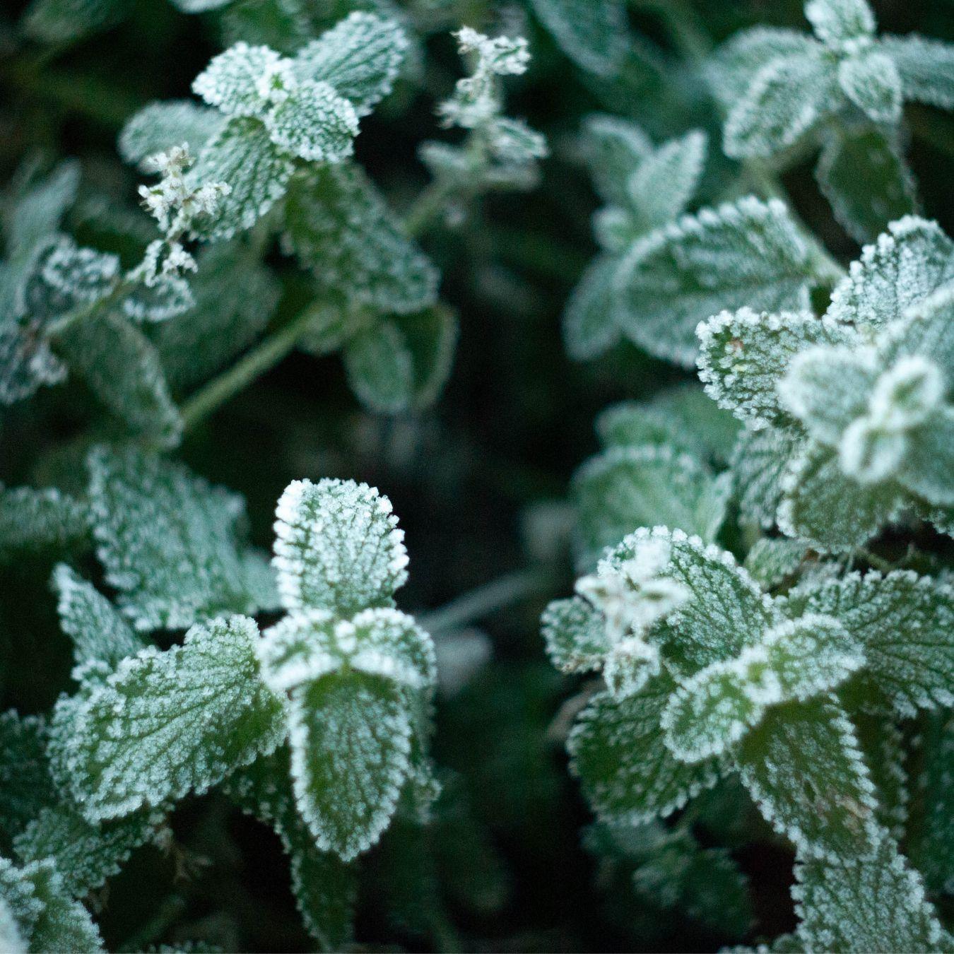 Pflanzen vor dem Frost schützen - Wie geht das? - Florade.de
