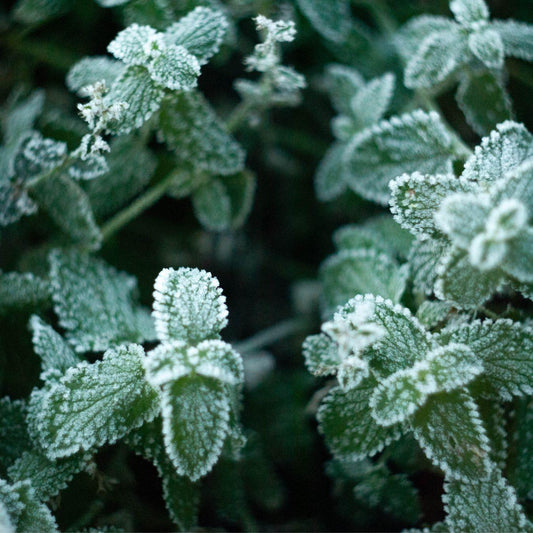 Pflanzen vor dem Frost schützen - Wie geht das? - Florade.de