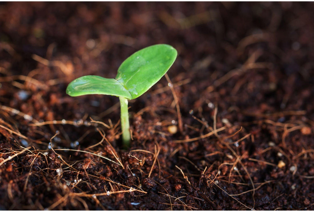 Pflanzenvermehrung: Alles zu Stecklingen, Samen und Co. - Florade.de