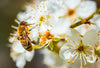 Summende Gäste: Warum Bienen unverzichtbar sind und wie wir sie unterstützen können - Florade.de