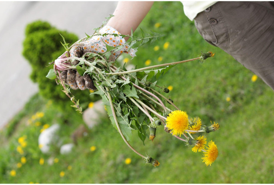 Unkraut im Garten: Wie auch du den Kampf gegen das Beikraut gewinnst - Florade.de