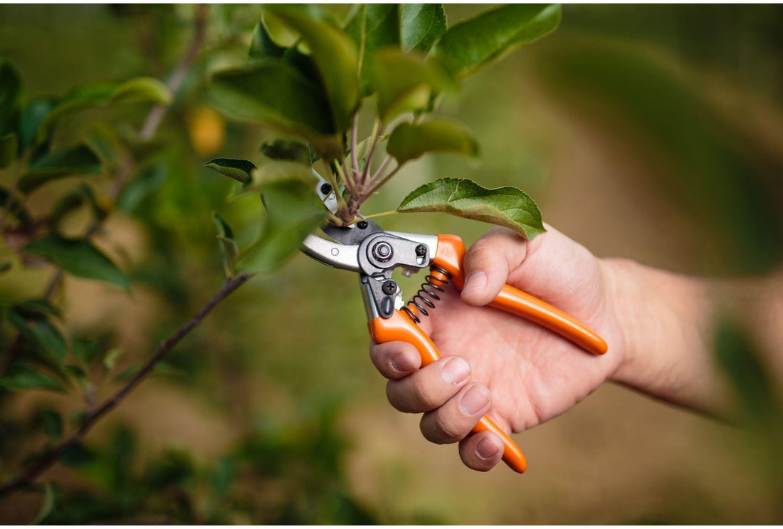 Vorbereitung auf den Frühling: Dein Guide für einen blühenden Garten - Florade.de