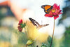 Wie man einen Garten für Schmetterlinge und Schwalben gestaltet - Florade.de