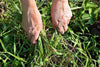 Wie man Unkraut im Garten loswird! - Florade.de