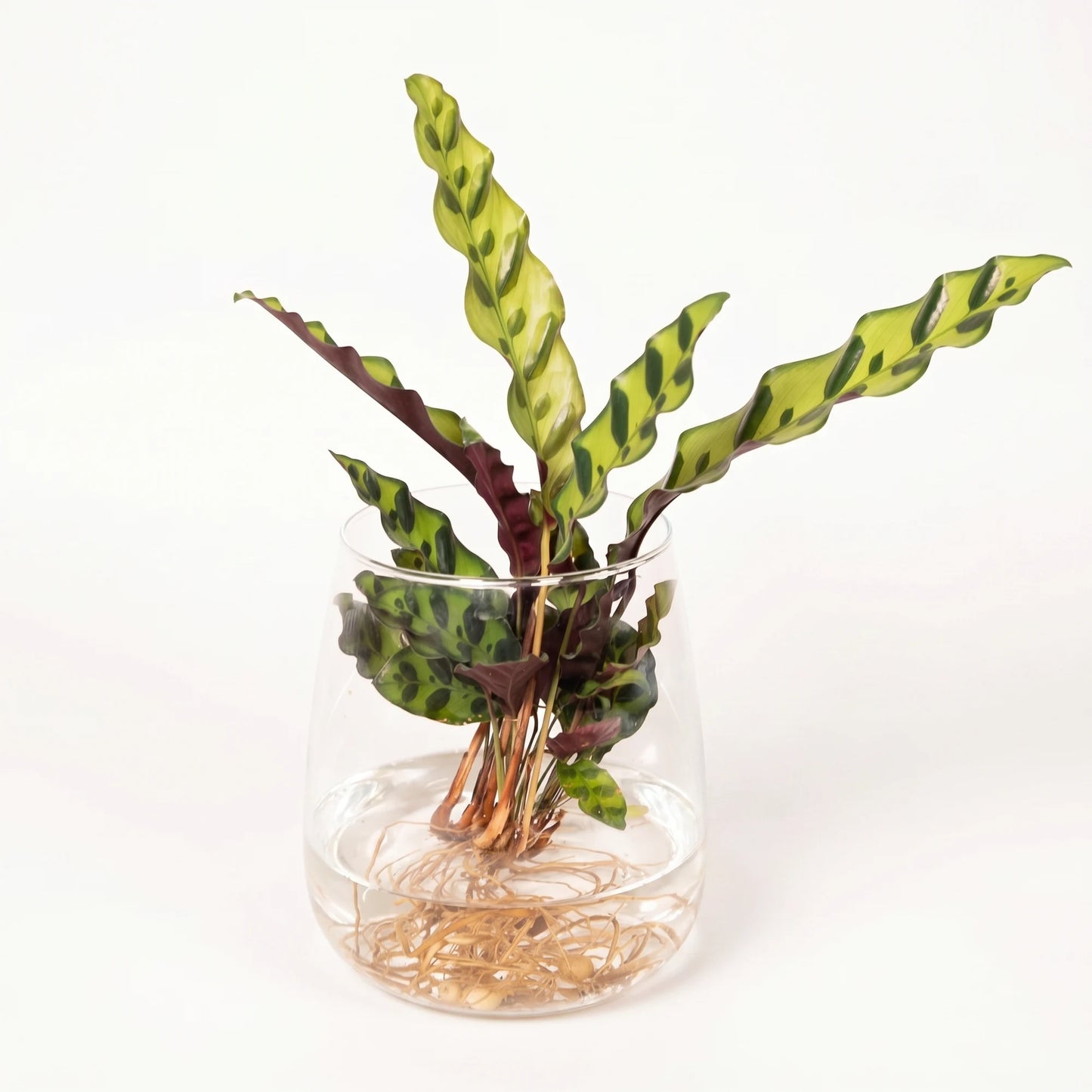 Calathea lancifolia (Klapperschlangenpflanze) in Hydrokultur im klaren Kingston-Glas mit sichtbaren Wurzeln im Wasser