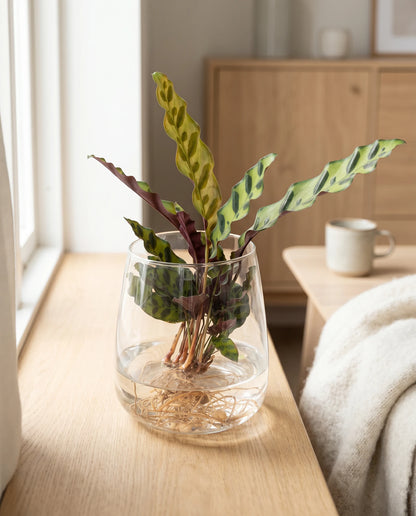 Calathea lancifolia im Kingston-Glas auf einer Fensterbank in einem hellen, modernen Wohnzimmer