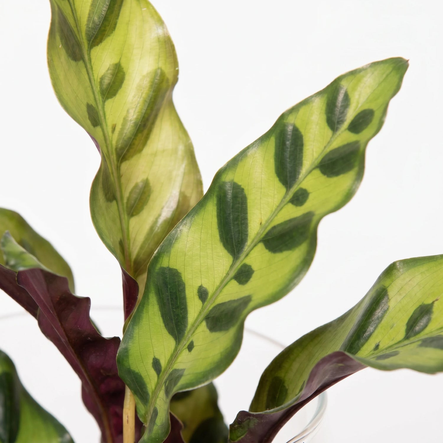 Detailaufnahme der gemusterten Blätter der Calathea lancifolia mit dunkelgrünen Flecken und purpurroter Unterseite