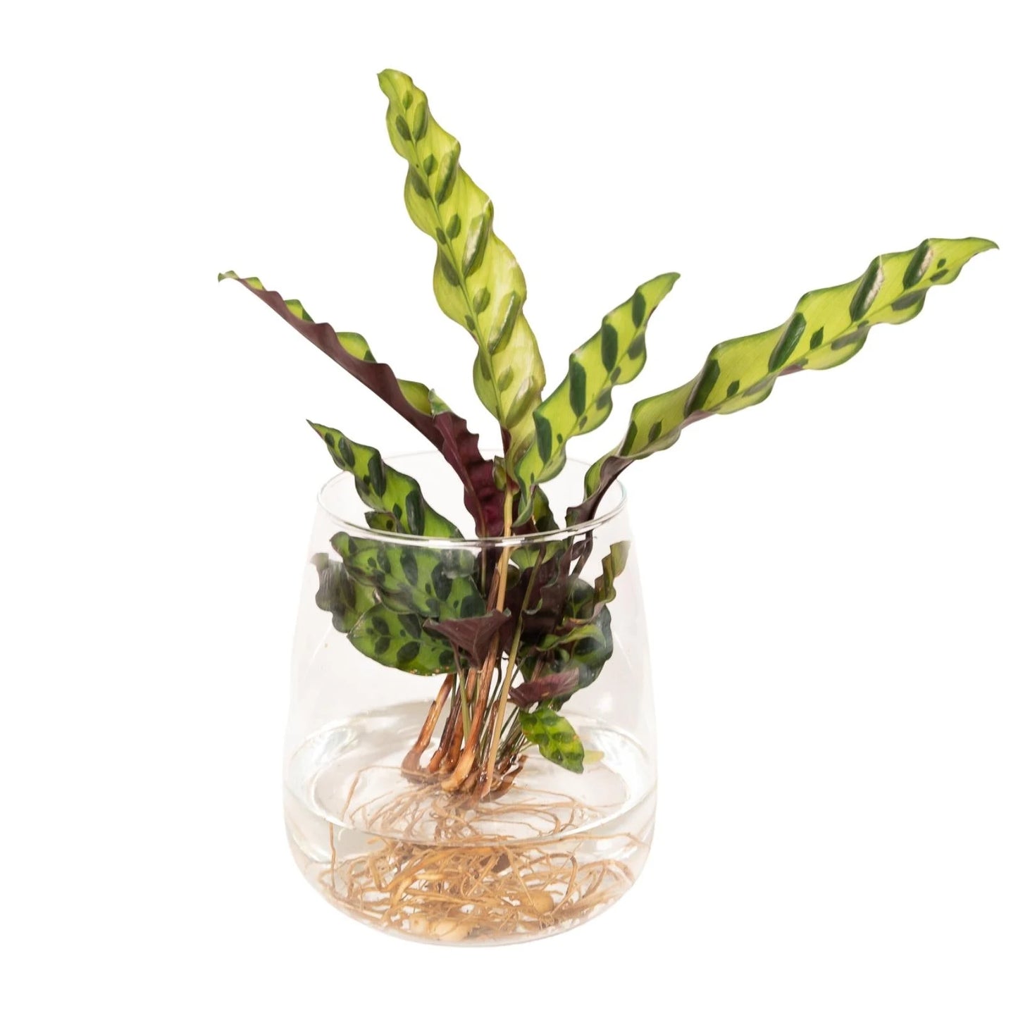 Calathea Insignis im Kingston-Glas – echtes Produktfoto der Hydrokultur-Pflanze