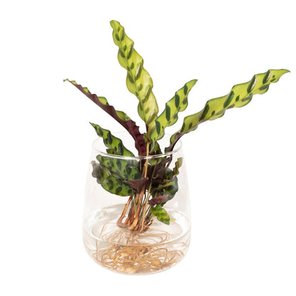Calathea Insignis im Kingston-Glas – echtes Produktfoto der Hydrokultur-Pflanze