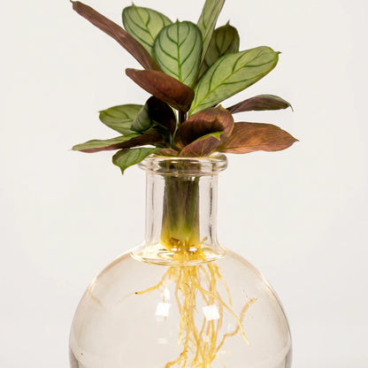 Calathea-Blätter mit Adermuster und Wurzeln im Samoa-Glas – Nahaufnahme