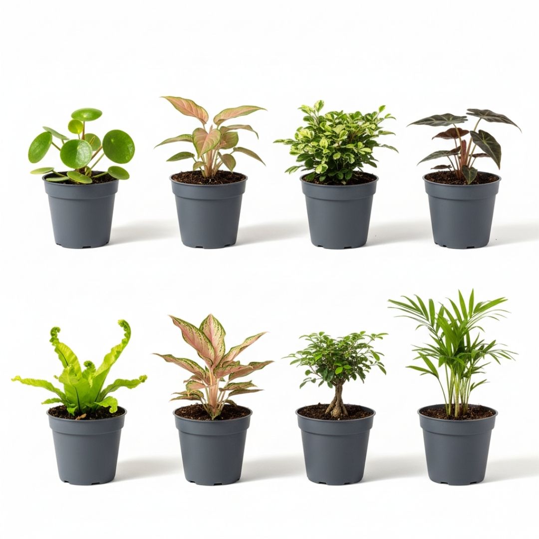 Babypflanzen Überraschungsbox