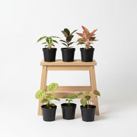 Babypflanzen Überraschungsbox