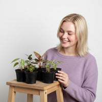 Babypflanzen Überraschungsbox