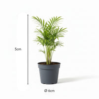 Babypflanzen Überraschungsbox