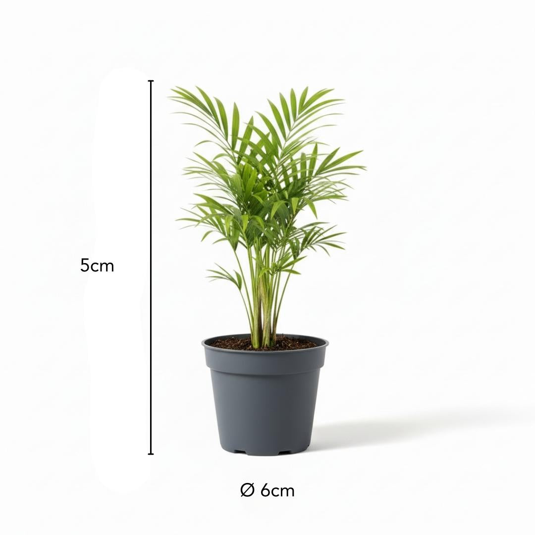 Babypflanzen Überraschungsbox