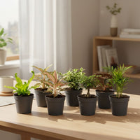 Babypflanzen Überraschungsbox