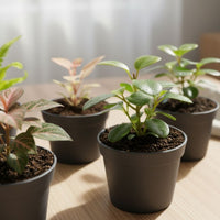 Babypflanzen Überraschungsbox