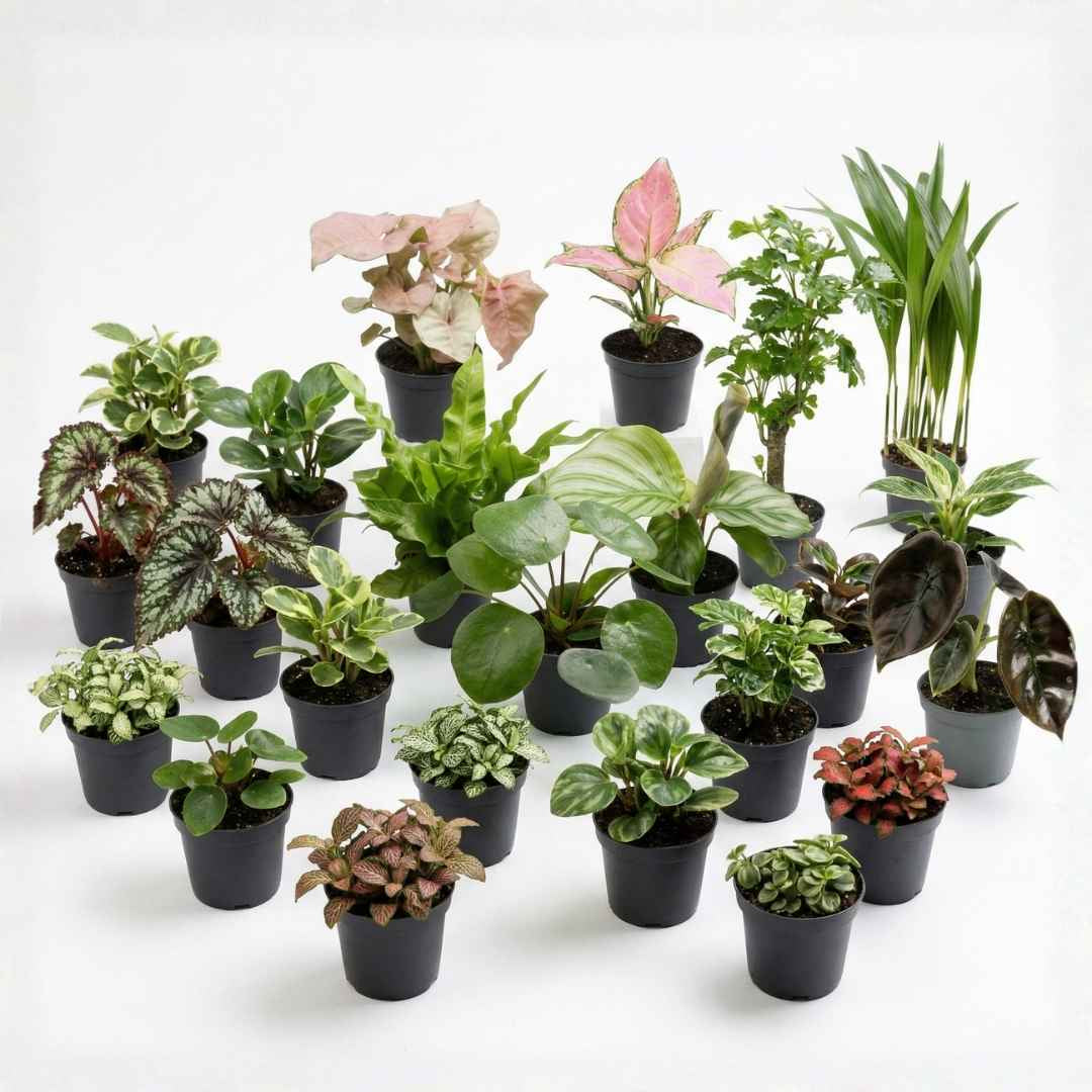 Babypflanzen Überraschungsbox