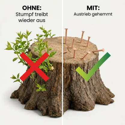 Baumstumpf – Kupfernägel