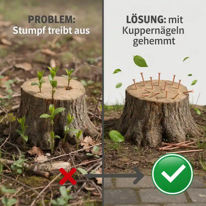 Baumstumpf – Kupfernägel