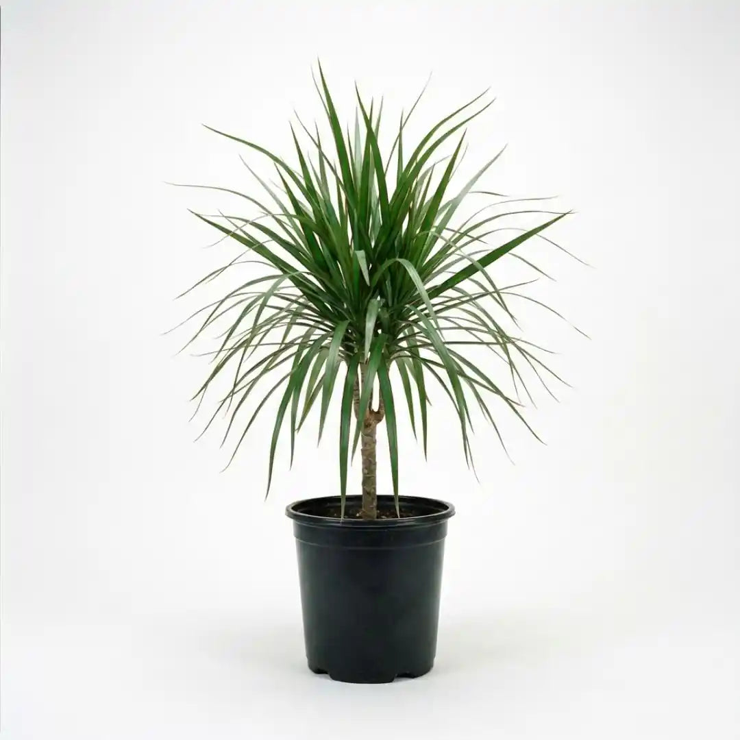 Drachenbaum
