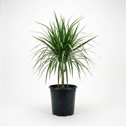 Drachenbaum