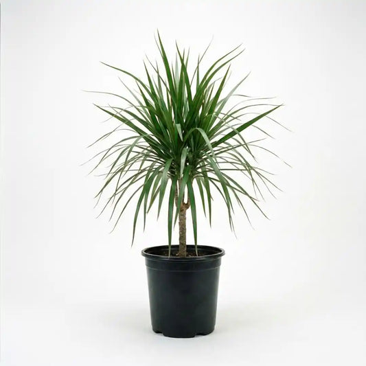 Drachenbaum