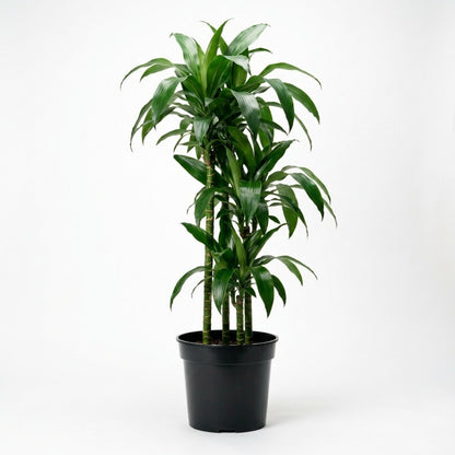 Drachenbaum