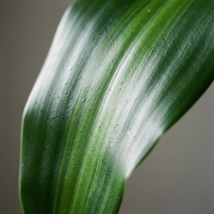 Drachenbaum