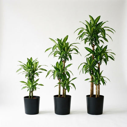 Drachenbaum