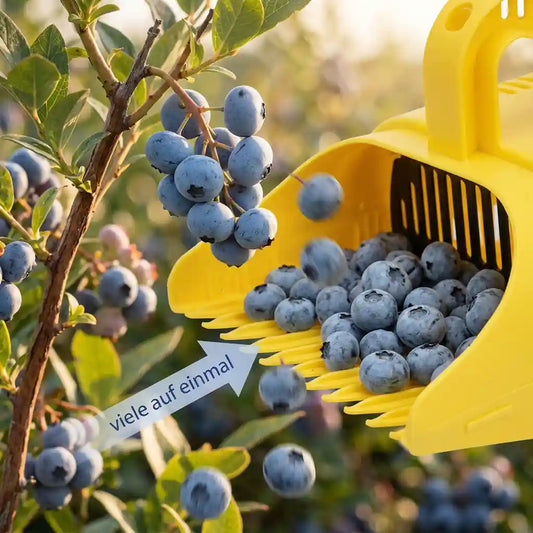 Heidelbeeren-Pflücker – Beerenkamm mit Auffangschale
