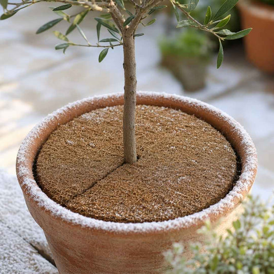 Kokosscheibe