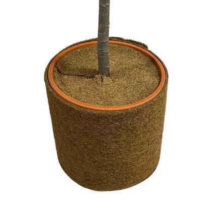 Kokosscheibe