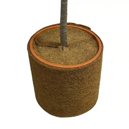 Kokosscheibe