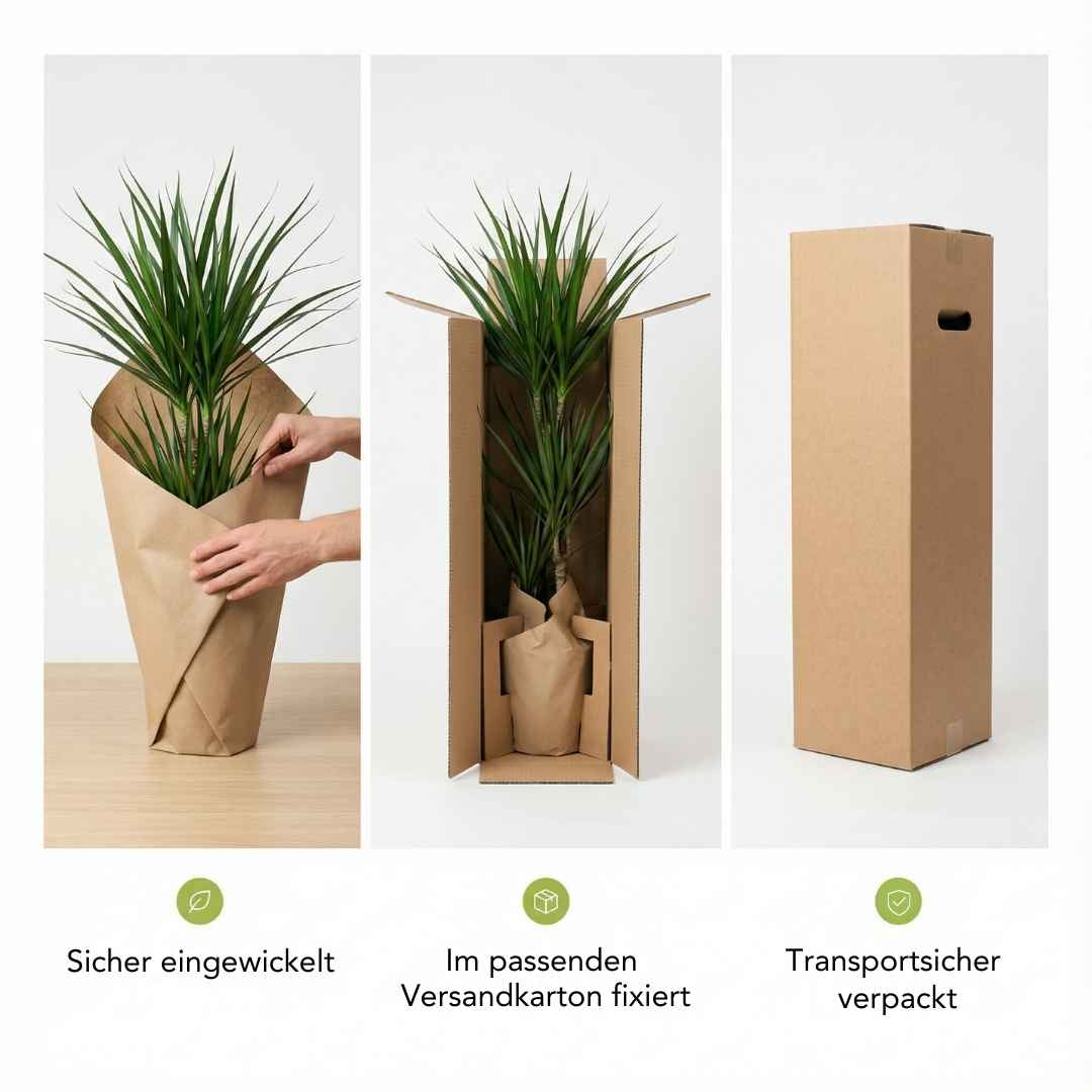 Zimmerpflanzen sicher verpackt für den Versand