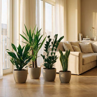 Pflegeleichtes Pflanzenset