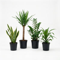 Pflegeleichtes Pflanzenset