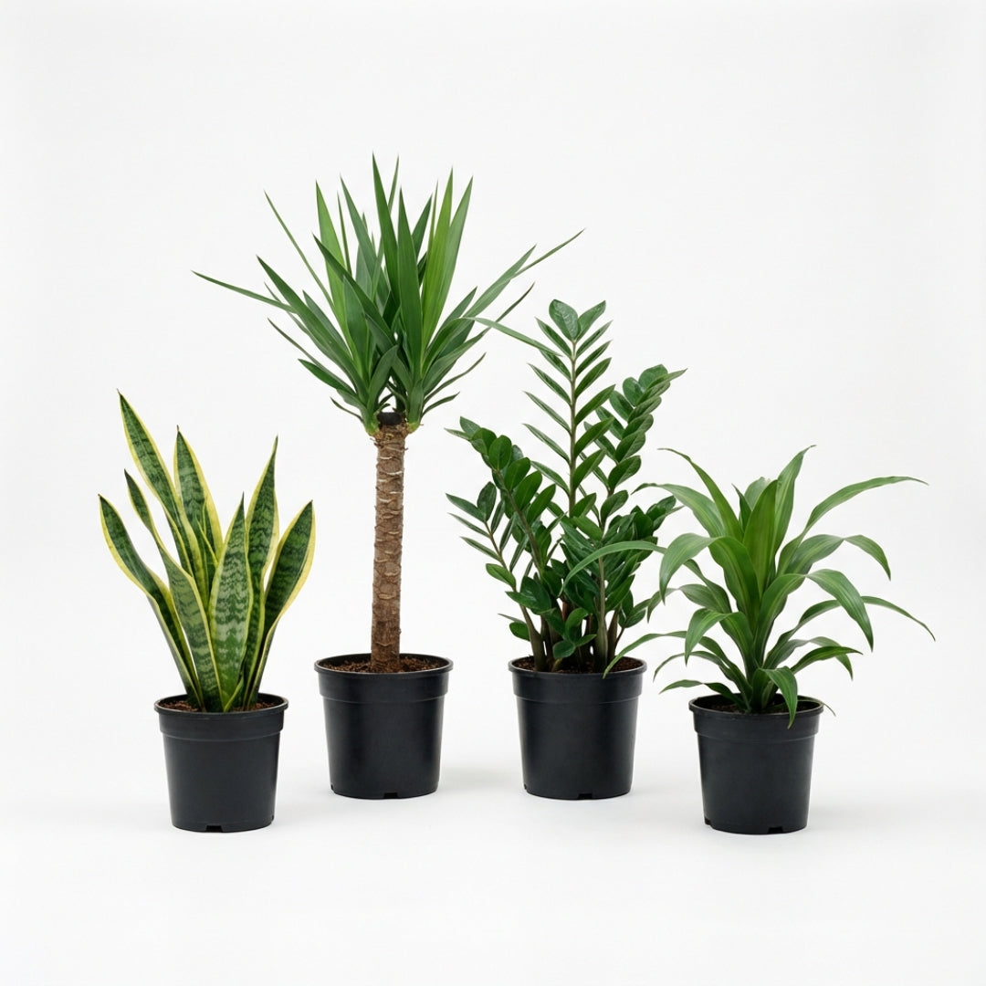 Pflegeleichtes Pflanzenset