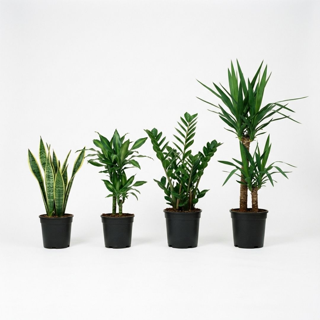 Pflegeleichtes Pflanzenset