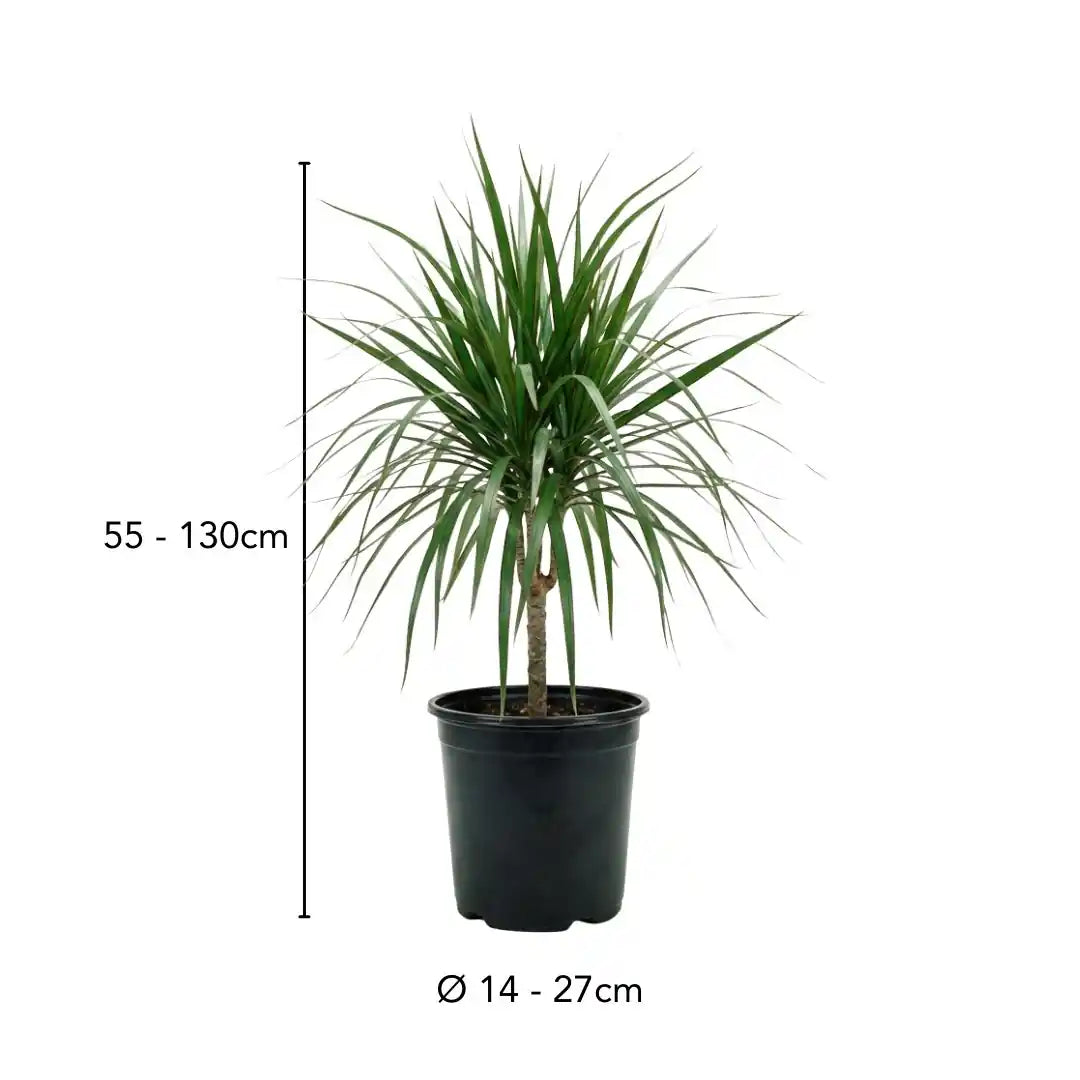 Drachenbaum