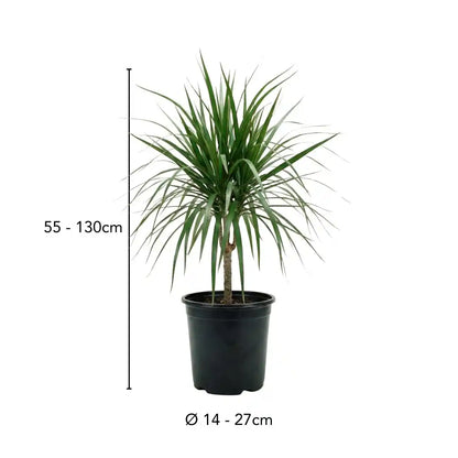 Drachenbaum