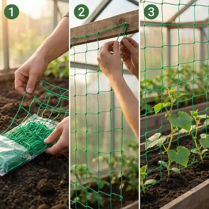 Ranknetz