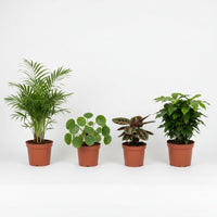 Tierfreundliches Pflanzenset