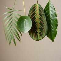 Tierfreundliches Pflanzenset