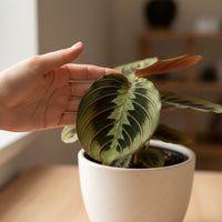 Tierfreundliches Pflanzenset