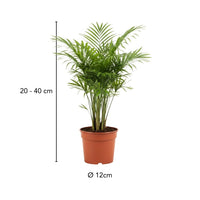 Tierfreundliches Pflanzenset